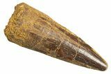 Fossil Spinosaurus Tooth - Real Dinosaur Tooth #344364-1